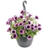 Petunia in 21 cm hangpot | Diverse kleuren | 1 kleur per pot | Ca. 20 tot 30 cm hoog | Per stuk