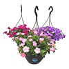 Petunia in hangpot | diverse kleuren | 21 cm pot | ca. 20 tot 30 cm hoog | per stuk