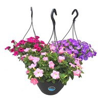 Petunia in 21 cm hangpot | Diverse kleuren | 1 kleur per pot | Ca. 20 tot 30 cm hoog | Per stuk