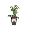 BIO Japanse wijnbes | 13 cm pot | 30 cm hoog