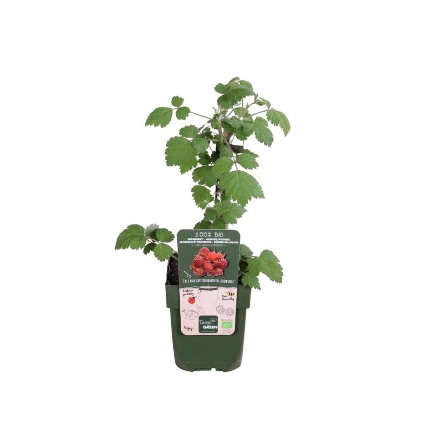 BIO Japanse wijnbes (Rubus phoenicolasius) | 30 cm hoog | In 13 cm pot | Winterharde fruitstruik