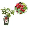 BIO Aalbes | 30 cm hoog | 13 cm pot