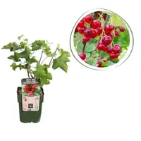 BIO Aalbes (Ribes rubrum) | 30 cm hoog | In 13 cm pot | Biologische fruitstruik