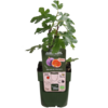 BIO Ficus carica Gustissimo Perretta | Vijgenboom | 30 cm hoog | 13 cm pot