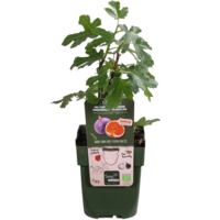 BIO Ficus carica Gustissimo Perretta | Vijgenboom | 30 cm hoog | In 13 cm pot | Winterharde fruitplant