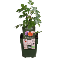 BIO Ficus carica Gustissimo Perretta | Vijgenboom | 30 cm hoog | In 13 cm pot | Winterharde fruitplant