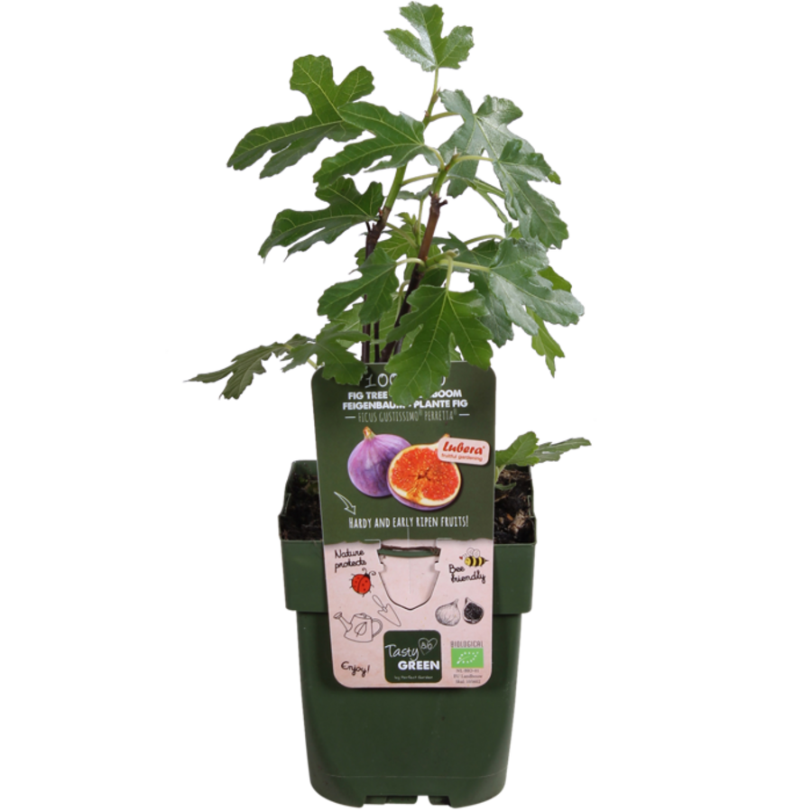 BIO Ficus carica Gustissimo Perretta | Vijgenboom | 30 cm hoog | In 13 cm pot | Winterharde fruitplant