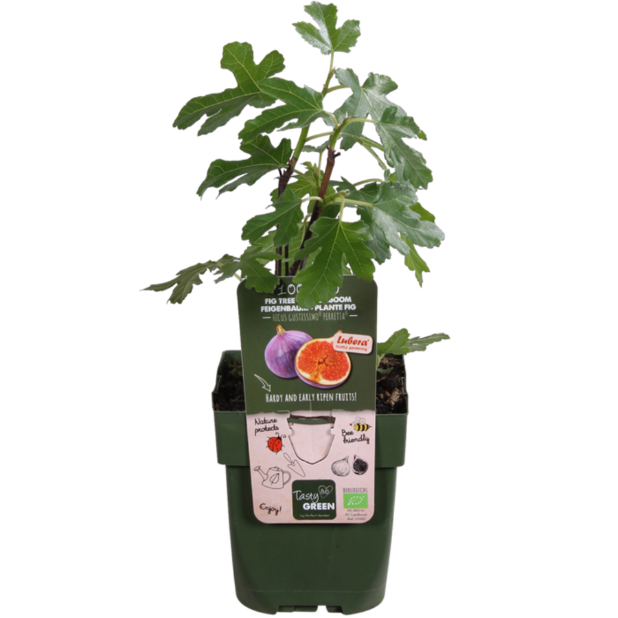 BIO Ficus carica Gustissimo Perretta | Vijgenboom | 30 cm hoog | In 13 cm pot | Winterharde fruitplant