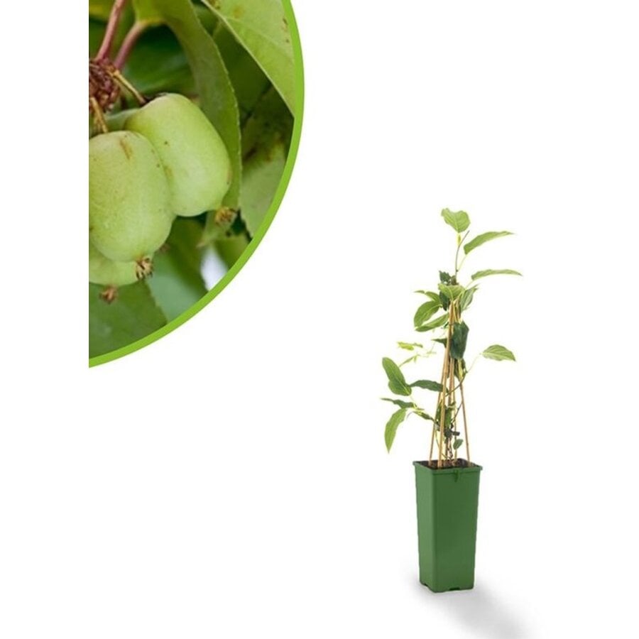 BIO Kiwibes | Actinidia arguta | 30 cm hoog | In 13 cm pot | Eetbare klimplant