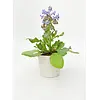 Tuinkruiden Borage | Komkommerkruid | 12 cm pot | 30 cm hoog