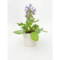 Tuinkruiden Borage (Komkommerkruid | Borago officinalis) | 30 cm hoog | In 12 cm pot | Bijenplant en eetbare bloeier