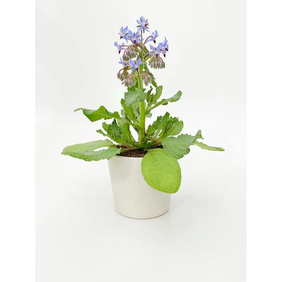 Tuinkruiden Borage (Komkommerkruid | Borago officinalis) | 30 cm hoog | In 12 cm pot | Bijenplant en eetbare bloeier