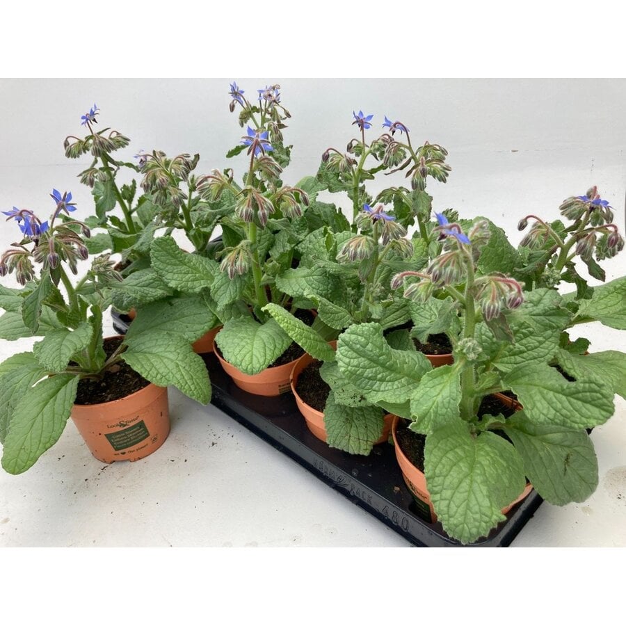 Tuinkruiden Borage (Komkommerkruid | Borago officinalis) | 30 cm hoog | In 12 cm pot | Bijenplant en eetbare bloeier