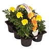 Tray Afrikaantjes Tagetes kleurmix | 6 stuks | ca. 10 cm | 9 cm pot