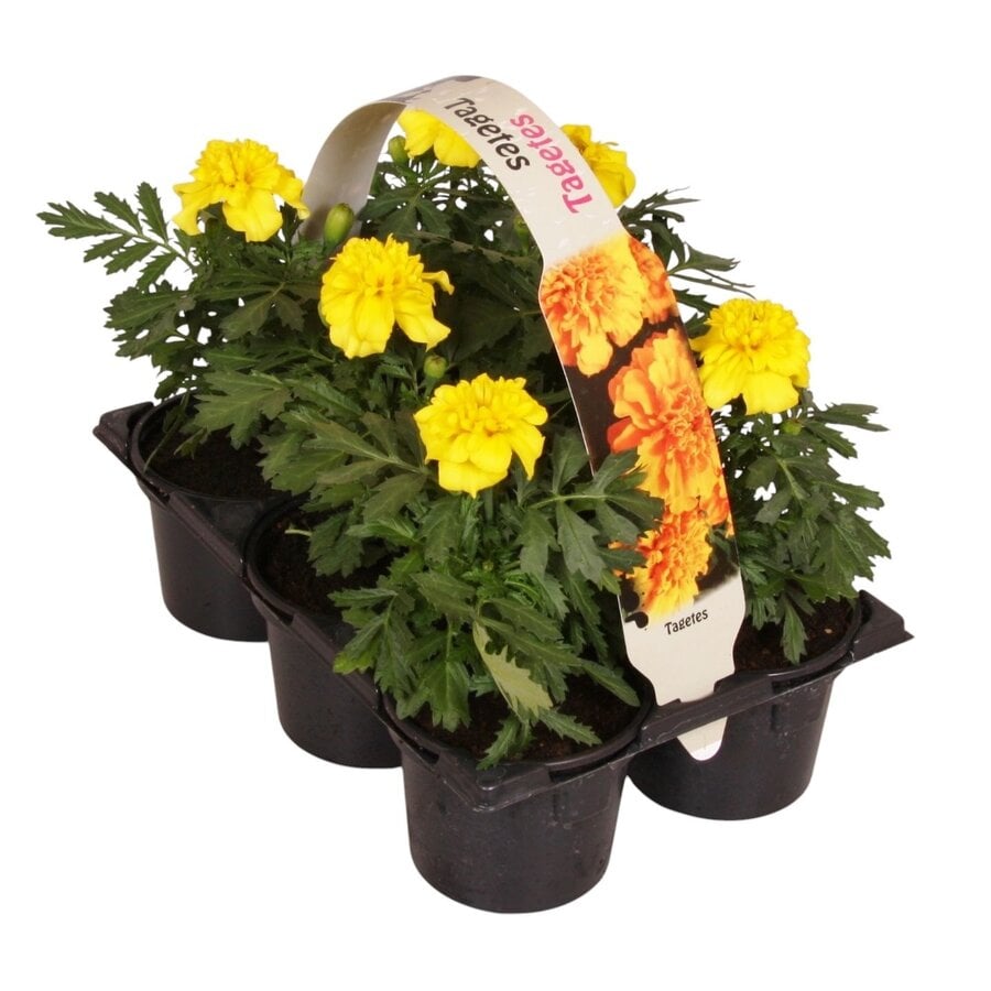 Tray Afrikaantjes Tagetes kleurmix | 6 stuks | ca. 10 cm hoog | 9 cm pot | eenjarige zomerbloeier voor tuin, balkon en terras