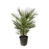 Chamaerops humilis | Europese dwergpalm | 150 cm hoog | 30 cm pot