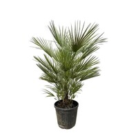 Chamaerops humilis Europese dwergpalm | 150 cm hoog | In 30 cm pot | Mediterrane tuinpalm