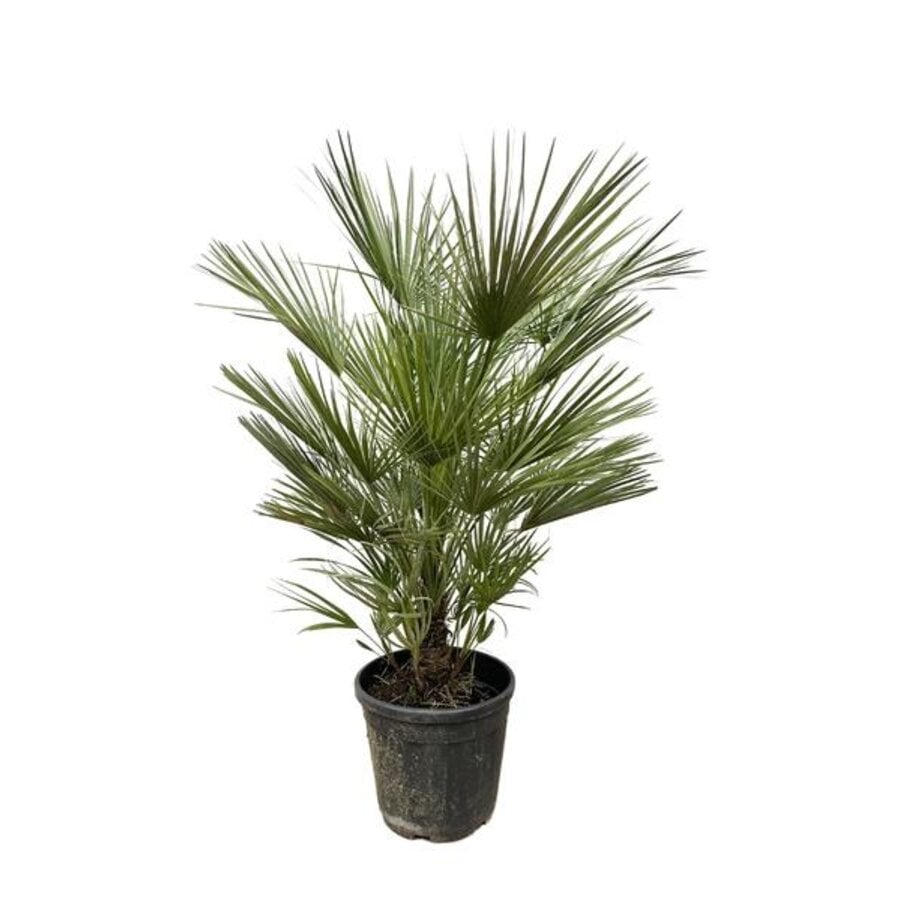 Chamaerops humilis Europese dwergpalm | 150 cm hoog | In 30 cm pot | Mediterrane tuinpalm