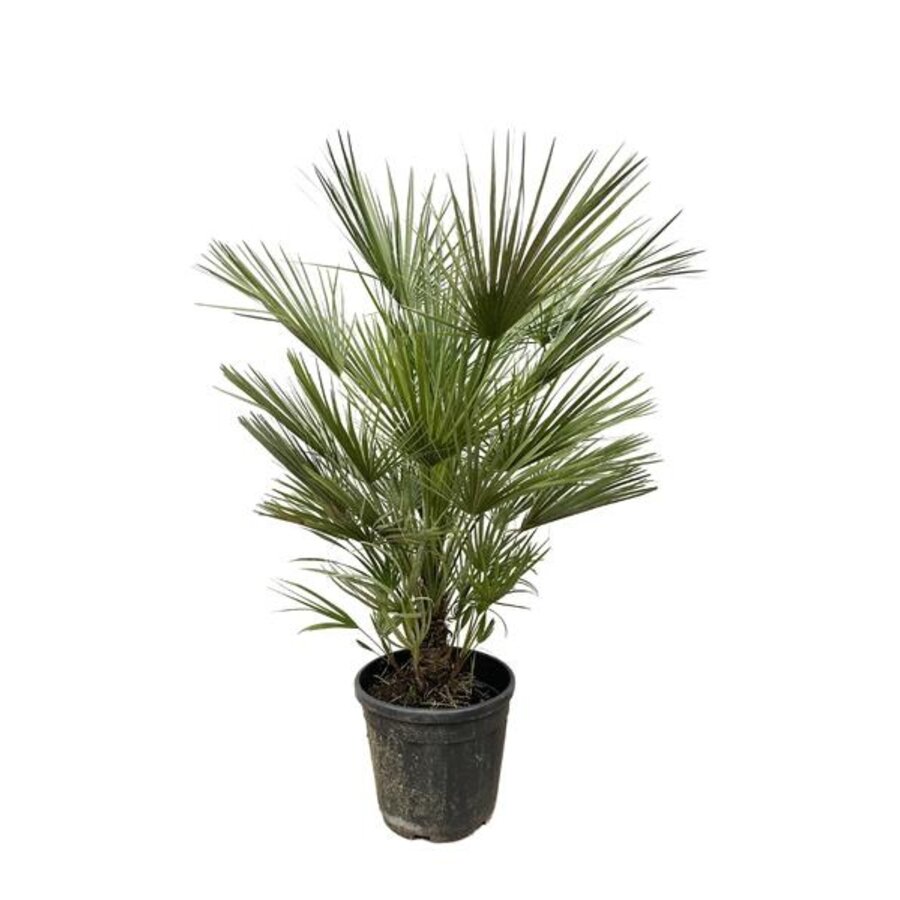 Chamaerops humilis Europese dwergpalm | 150 cm hoog | In 30 cm pot | Mediterrane tuinpalm