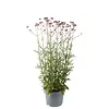 Aster novi belgii Starletta | Gemengde kleuren | 15 cm hoog | 12 cm pot | Per stuk