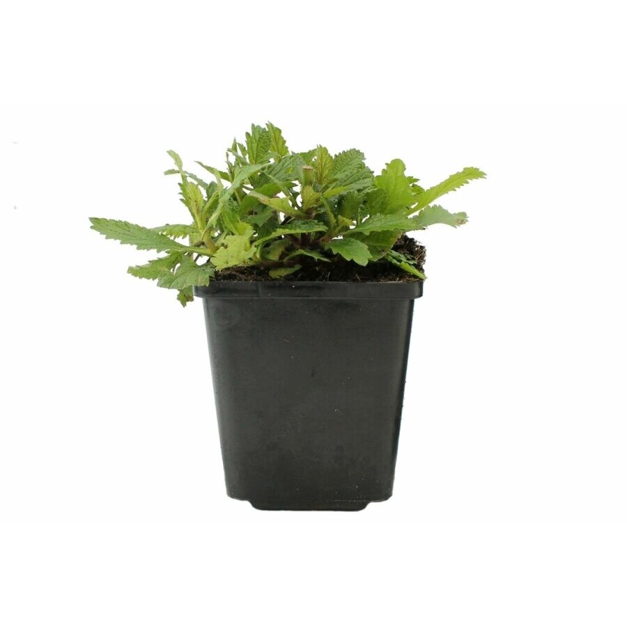 Aster novi belgii Starletta | Gemengde kleuren | 15 cm hoog | In 12 cm pot | Verkoop per stuk