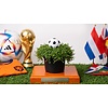Soleirolia soleirolii met voetbal | WK plant | 15 cm hoog | 9 cm pot