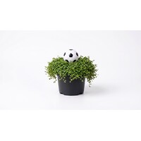 Soleirolia soleirolii met voetbal | WK plant voor binnen en buiten | 15 cm hoog | In 9 cm pot