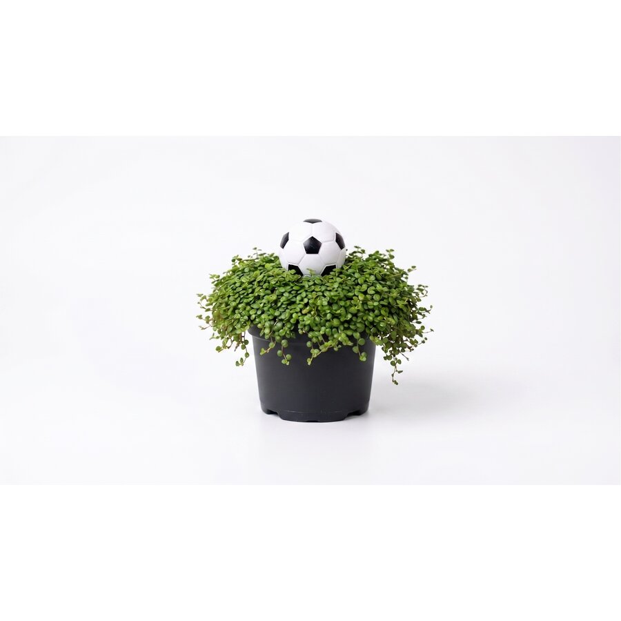 Soleirolia soleirolii met voetbal | WK plant voor binnen en buiten | 15 cm hoog | In 9 cm pot