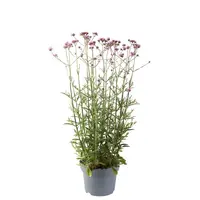 Verbena bonariensis (ijzerhard) | 23 cm hoog | In 13 cm pot | Luchtige paarse tuinplant