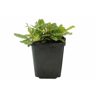 Verbena bonariensis (ijzerhard) | 23 cm hoog | In 13 cm pot | Luchtige paarse tuinplant