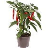 Hot Boy Capsicum annuum peperplant | 40 cm hoog | 13 cm pot