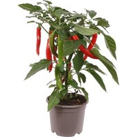 Hot Boy Capsicum annuum peperplant | Scherpe peperplant | 40 cm hoog | In 13 cm pot