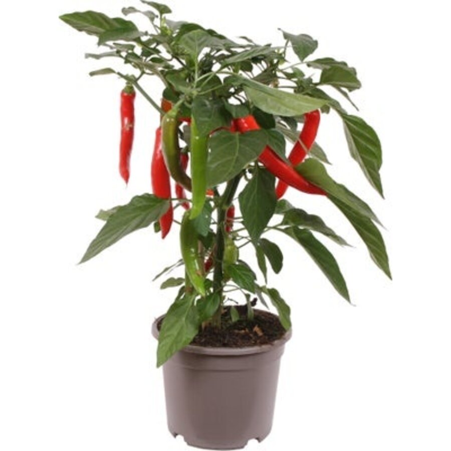Hot Boy Capsicum annuum peperplant | Scherpe peperplant | 40 cm hoog | In 13 cm pot