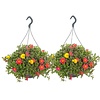 Portulaca gemengde kleuren | 27 cm hangpot | 20 tot 30 cm hoog | per stuk