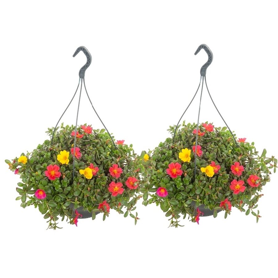 Portulaca gemengde kleuren | 20 tot 30 cm hoog | In 27 cm hangpot | Kleurrijke zomerbloeier voor zon | Per stuk