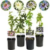 Passiflora mix | Passieflora diverse kleuren | 50 cm hoog | 12 cm pot | per stuk