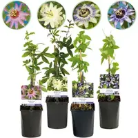 Passiflora mix | Passieflora in diverse kleuren | 50 cm hoog | In 12 cm pot | Verkoop per stuk