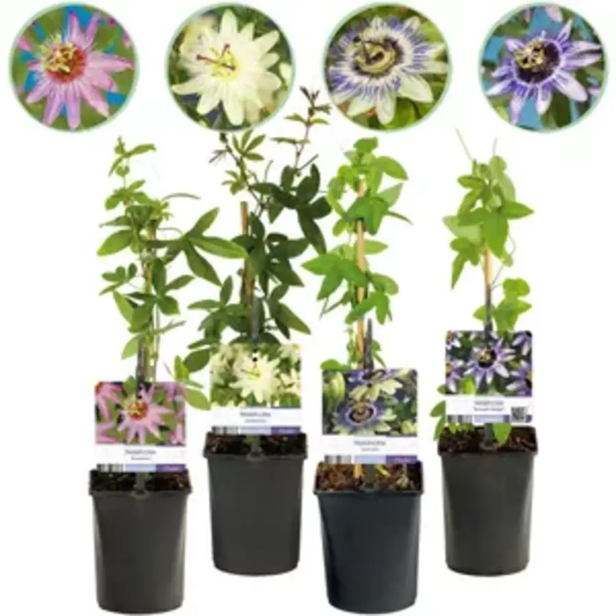Passiflora mix | Passieflora in diverse kleuren | 50 cm hoog | In 12 cm pot | Verkoop per stuk