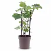 Vitis vinifera 'Muskaat van Alexandrië' | 40 cm hoog | 15 cm pot