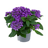 Heliotroop Honey Blue | Vanilleplant | 10 cm pot | 22 cm hoog