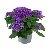 Heliotroop Honey Blue | Vanilleplant | 22 cm hoog | In 10 cm pot | Geurende balkonplant