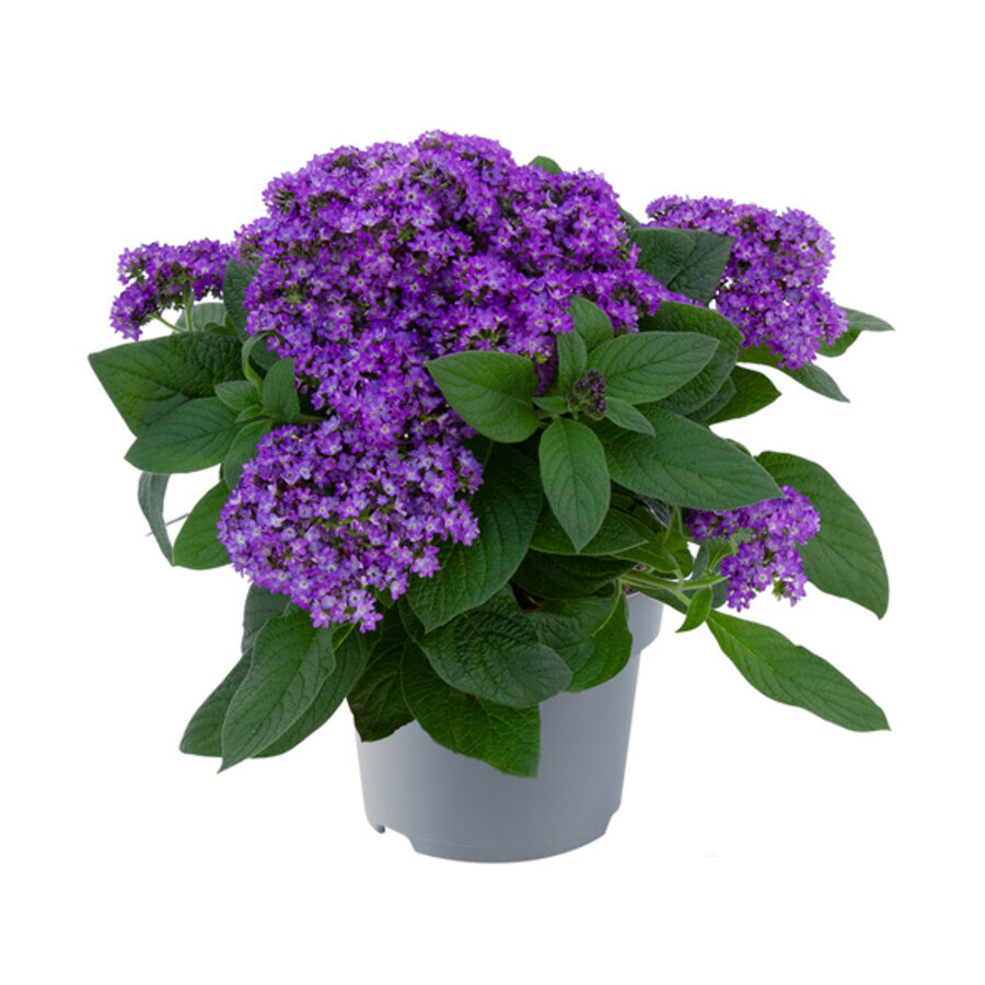 Heliotroop Honey Blue | Vanilleplant | 22 cm hoog | In 10 cm pot | Geurende balkonplant