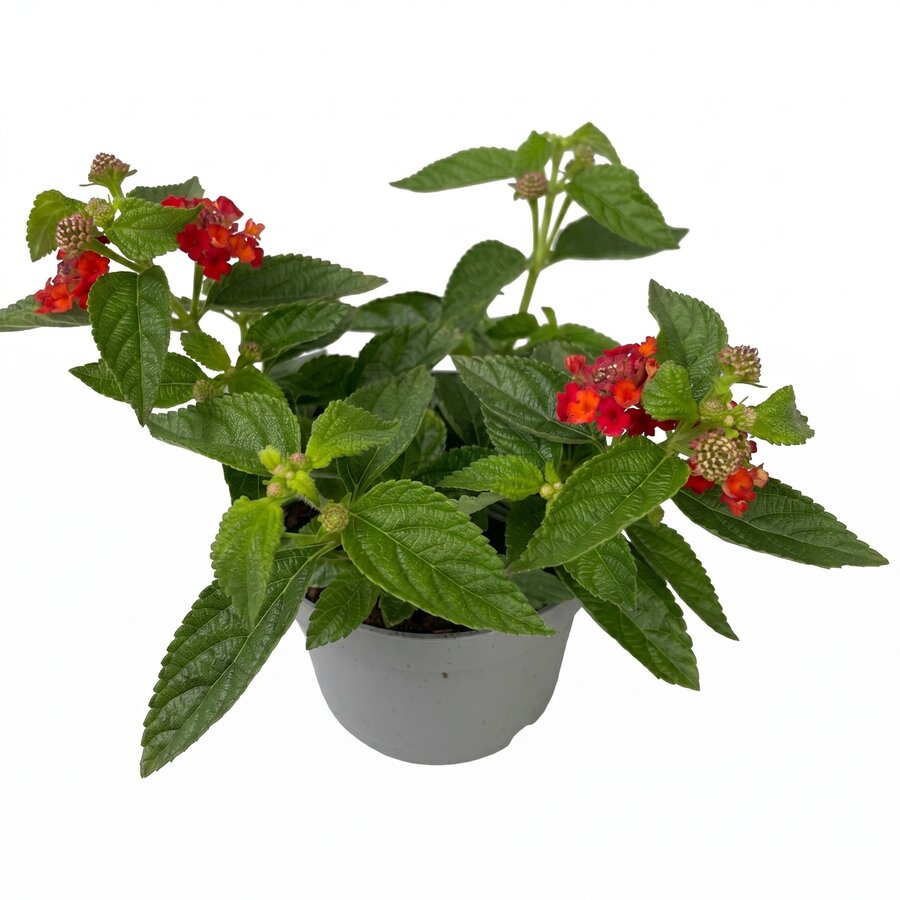 Wisselbloem Lantana camara 'Simon Orange' | Oranje bloeiende terrasplant | 20 cm hoog | In 10 cm pot