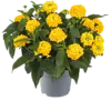 Wisselbloem Lantana camara 'Simon Lemon' | 20 cm hoog | 10 cm pot