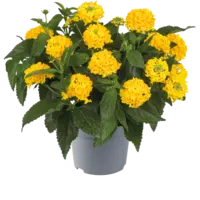 Wisselbloem Lantana camara 'Simon Lemon' | 20 cm hoog | In 10 cm pot | Gele terras en balkonplant