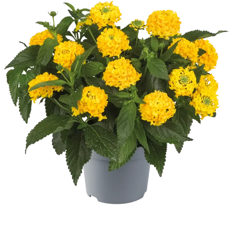Wisselbloem Lantana camara 'Simon Lemon' | 20 cm hoog | In 10 cm pot | Gele terras en balkonplant