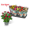 Star Roses potroos mix | diverse kleuren | 10 cm pot | 26 cm hoog | per stuk