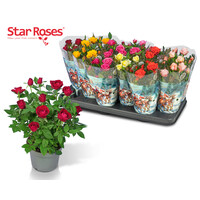 Star Roses potroos mix | diverse kleuren | 26 cm hoog | In 10 cm pot | Verkoop per stuk