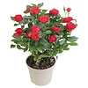 Potroos rood | 26 cm hoog | 10 cm pot