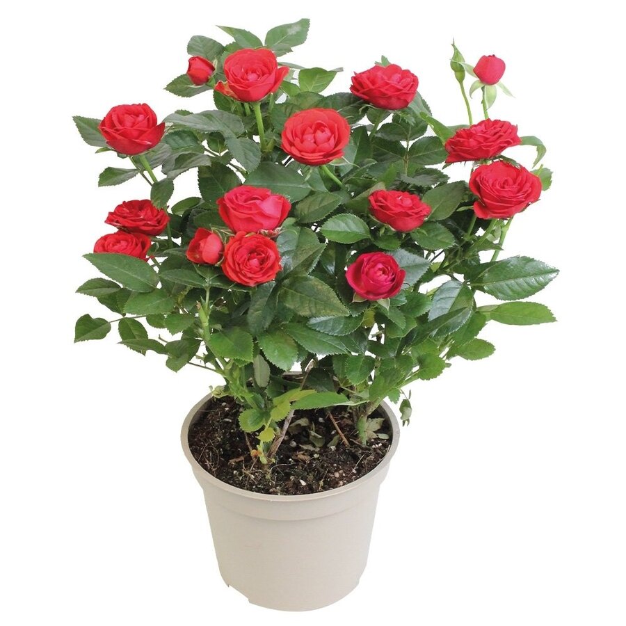 Potroos rood | 26 cm hoog | 10 cm pot | Rijkbloeiende plant voor tuin, balkon, terras en woonkamer